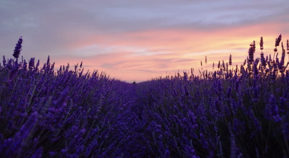 The Fragrance of&nbsp;Love